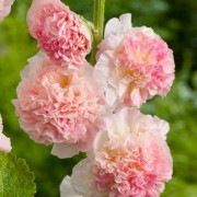  (30/04/2021) Alcea rosea Chater's Double Group salmon pink-flowered added by Shoot)
