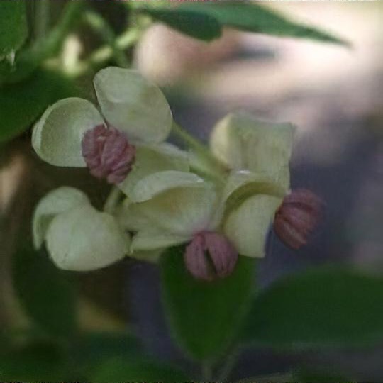 Akebia quinata cream-flowered