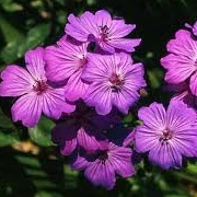 Geranium sanguineum 'Vision Violet'