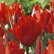 Tulipa 'Princesse Charmante'