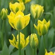 Tulipa 'Yellow Spring Green' (23/09/2012)  added by Shoot)