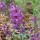 Penstemon 'Carillo Purple' (22/09/2012)  added by Shoot)