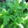Lactuca sativa 'Green Oakleaf' (22/09/2012)  added by Shoot)
