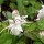Epimedium grandiflorum 'White Queen' (20/09/2012)  added by Shoot)