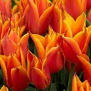 Tulipa 'Royal Design'