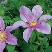 Clematis 'Amelia' (17/09/2012)  added by Shoot)