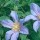 Clematis 'Amelia Joan' (17/09/2012)  added by Shoot)