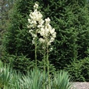  (17/10/2017) Yucca flaccida 'Ivory' added by Shoot)