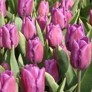 Tulipa 'Purple Flag'