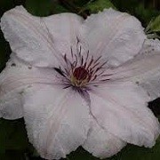 Clematis 'Ania' (19/09/2012)  added by Shoot)