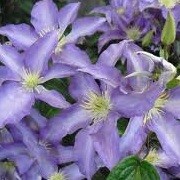 Clematis 'Anna German' (19/09/2012)  added by Shoot)