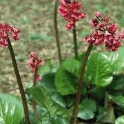 Bergenia 'Red Beauty' (19/09/2012)  added by Shoot)
