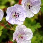  (16/12/2019) Geranium 'Lilac Ice' added by Shoot)