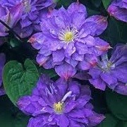 Clematis 'Blue Explosion' (23/09/2012)  added by Shoot)
