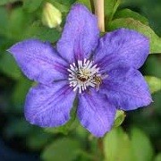 Clematis 'Blue Gem' (23/09/2012)  added by Shoot)