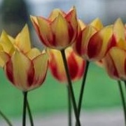 Tulipa marjolletii