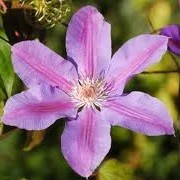 Clematis 'Etoile de Malicorne' (13/10/2012)  added by Shoot)