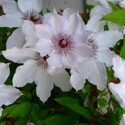 Clematis 'Fair Rosamond' (08/10/2012)  added by Shoot)