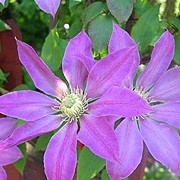 Clematis 'Goran' (08/10/2012)  added by Shoot)