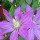 Clematis 'Goran' (08/10/2012)  added by Shoot)
