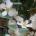 Magnolia laevifolia (12/10/2012)  added by Shoot)