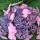 Hydrangea macrophylla 'Endless Summer Twist-n-Shout' (12/10/2012)  added by Shoot)