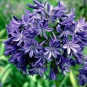 Agapanthus 'Northern Star' (12/10/2012)  added by Shoot)