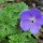 Geranium himalayense 'Baby Blue' (12/10/2012)  added by Shoot)