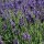 Lavandula angustifolia 'Royal Blue' (04/01/2013)  added by Shoot)