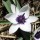  (24/08/2020) Tulipa humilis var. pulchella Albocaerulea Oculata Group added by Shoot)