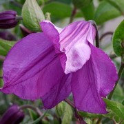 Clematis 'Intermedia Rosea'  (18/03/2016)  added by Shoot)