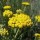 Achillea ageratum (08/11/2012)  added by Shoot)