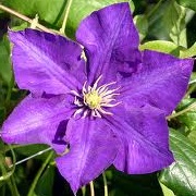 Clematis 'Lady Betty Balfour'