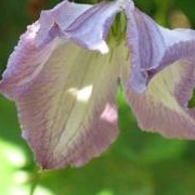 Clematis 'Lavender Twirl'