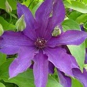 Clematis 'Lavender Lace' (02/01/2013)  added by Shoot)