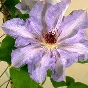 Clematis 'Lilactime' (02/01/2013)  added by Shoot)