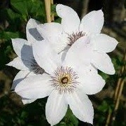 Clematis 'Matka Teresa' (02/01/2013)  added by Shoot)