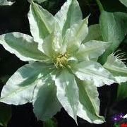 Clematis 'Miss Cavell'