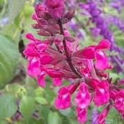 Salvia 'Mulberry Jam' (02/01/2013)  added by Shoot)