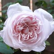 Rosa 'Souvenir de la Malmaison' 