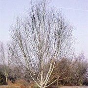 'Silver Shadow' is a medium deciduous tree with clear white bark. The small oval, serrated, and pointed leaves are dark green, turning yellow in autumn. Catkins are seen in early spring. Betula utilis var. jacquemontii 'Silver Shadow' added by Shoot)