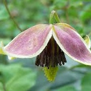 Clematis 'My Angel'