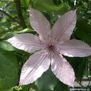 Clematis 'Pink Cameo' (31/12/2012)  added by Shoot)