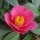  (30/03/2022) Camellia x williamsii 'Saint Ewe' added by Shoot)