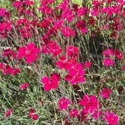 Dianthus deltoides 'Erectus' (31/12/2012)  added by Shoot)