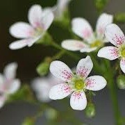 Saxifraga 'Monarch' (31/12/2012)  added by Shoot)