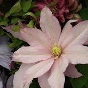 Clematis 'Rose Supreme' (29/12/2012)  added by Shoot)