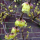 Chimonanthus praecox var. luteus (Wintersweet) Added by Nicola