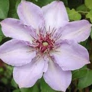 Clematis 'Still Waters'