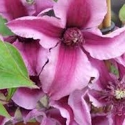Clematis 'Saphyra Double Rose'